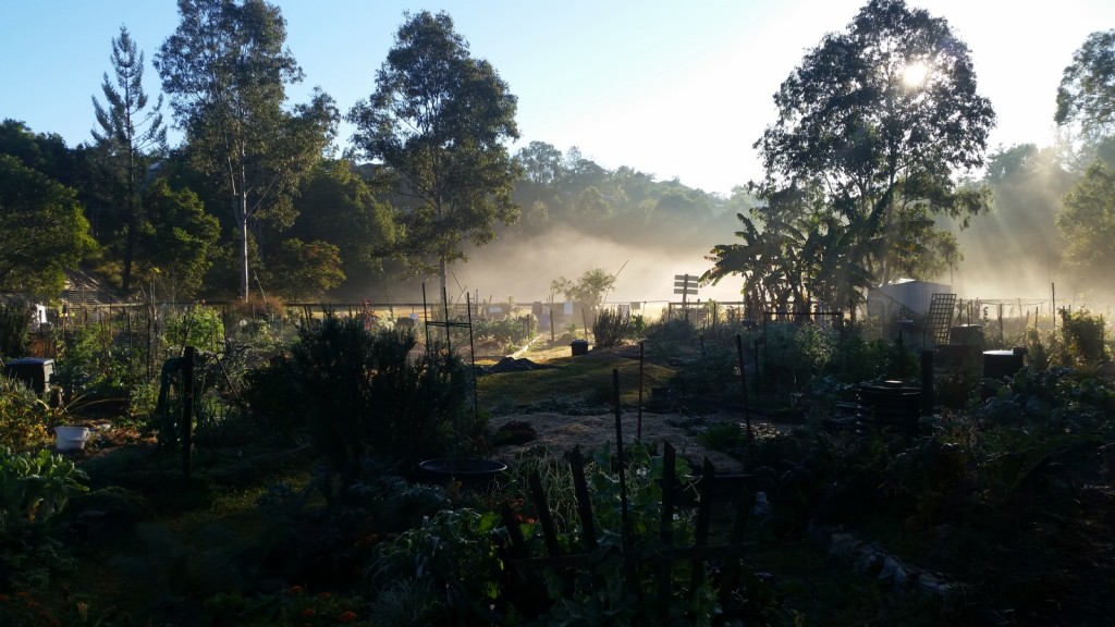 Another spectacular morning at the Yoorala St Community Garden