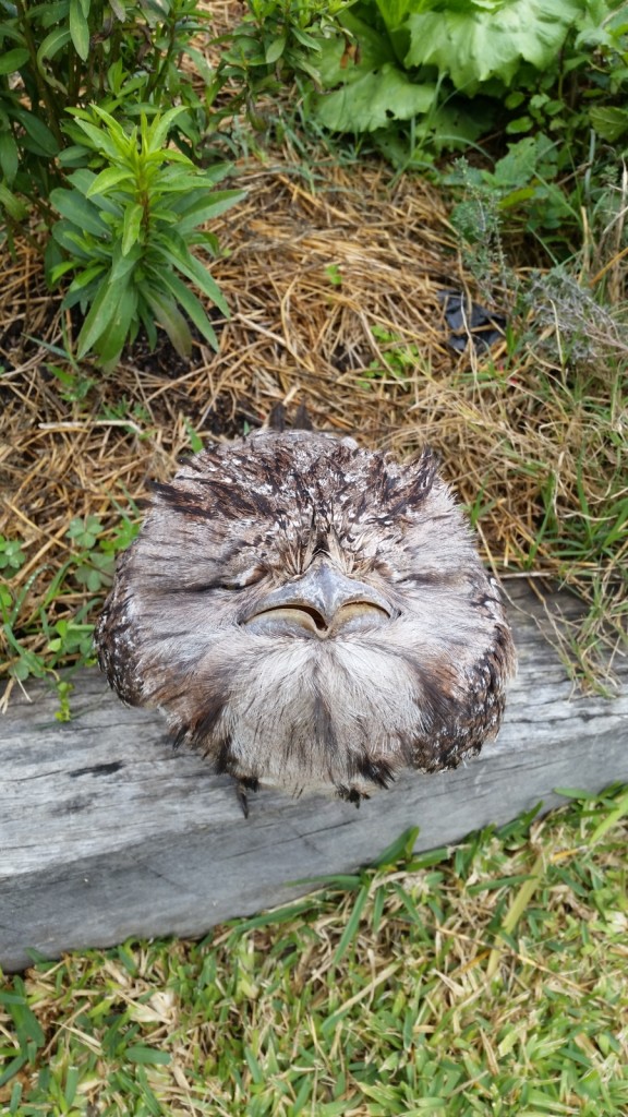 Tawny Frogmouth resting at the garden