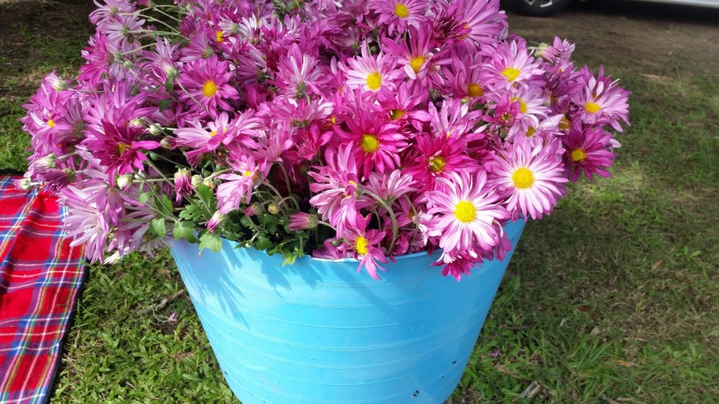 garden-chrysanthemum