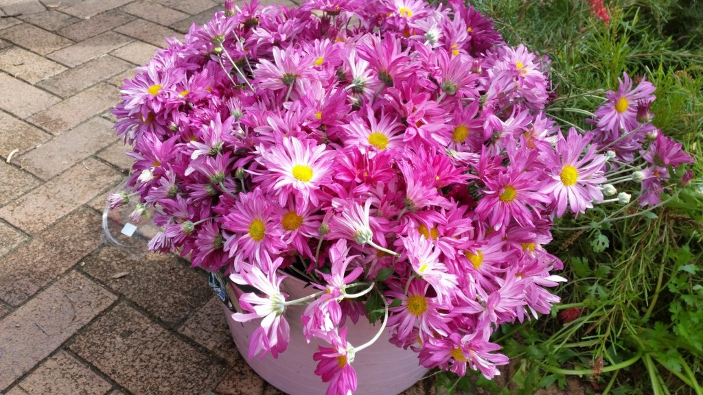 Beautiful Chrysanthemums picked from the Garden